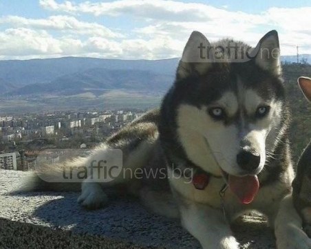 Доброто победи! Мейнард си е вкъщи, след като изкарал нощта в приюта за кучета в Пловдив