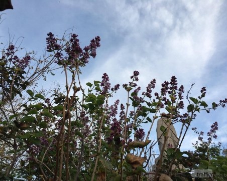 Пролетта отново е в Пловдив! Люлякът под Альоша цъфна, минзухари му правят компания СНИМКИ