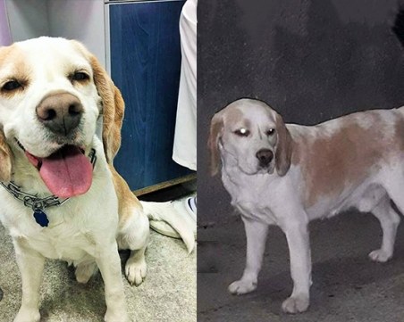 Красив бигъл е намерен в Пловдив! Издирват стопаните на кученцето СНИМКИ