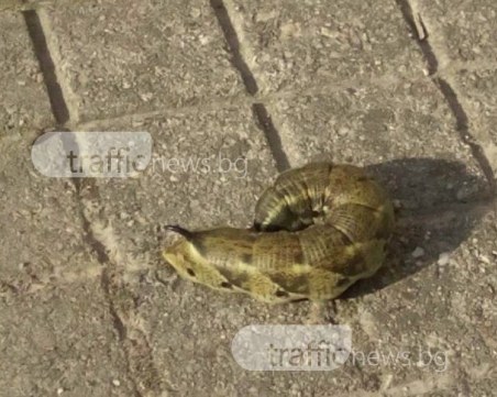 Пловдивчани намериха страховита твар в двора си СНИМКИ