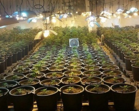 Разбиха наркооранжерия! 32-годишен рецидивист е задържан в София