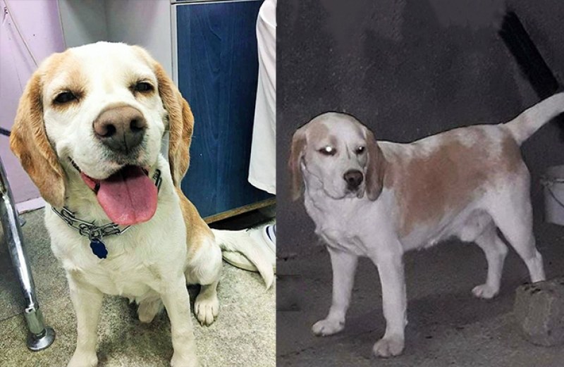 Красив бигъл е намерен в Пловдив! Издирват стопаните на кученцето СНИМКИ