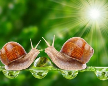 Охлювите made in BG са хит на световните пазари