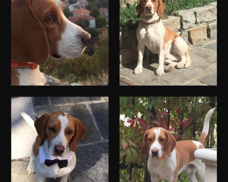 Писмо на една пловдивчанка до садиста, отровил кучето й: Трудно ми е да мисля за теб като човек