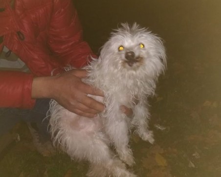 Булонката била блъсната от кола - добре е, вече е при стопанката си