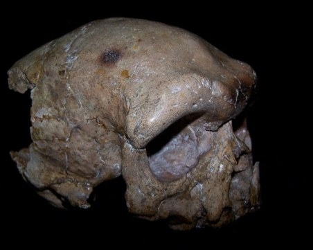 Череп на 260 000 години променя тотално схващането за еволюцията на човека СНИМКИ