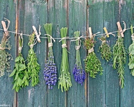 Тези билки имат мощни детоксикиращи свойства. Вижте кои са те!