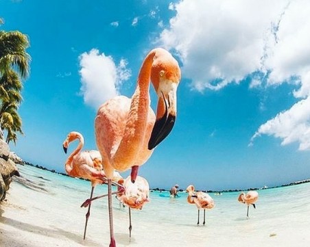 Най-екзотичният плаж с фламинго в света - не може да стане по-розово! СНИМКИ