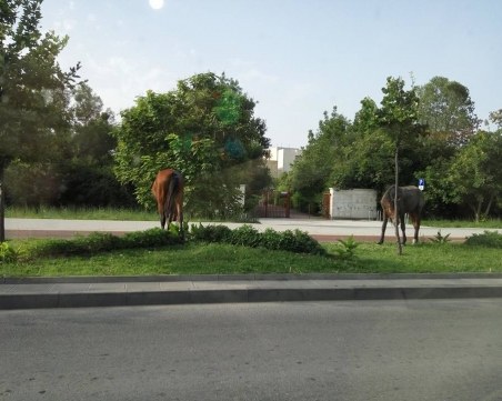 Коне препускат по пловдивски булевард! Грижат се за растителността до ПУ СНИМКИ