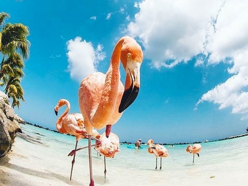 Най-екзотичният плаж с фламинго в света - не може да стане по-розово! СНИМКИ