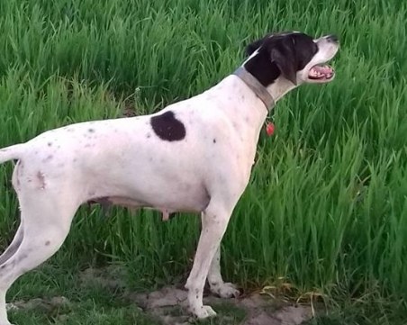 Загубиха се кучета майка и син. Помогнете да ги намерим! СНИМКИ