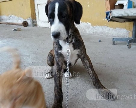 Откраднаха Ричи в Кючука! Стопаните молят за помощ СНИМКИ