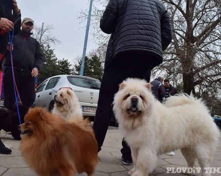 Кучешкият хайлайф си дава среща в Пловдив
