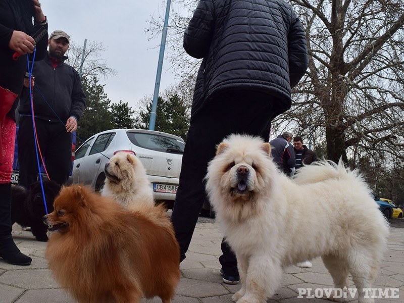 Кучешкият хайлайф си дава среща в Пловдив