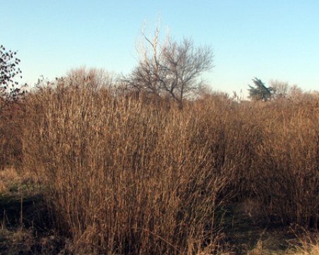 Започва почистването на Ботаническата градина, канят пловдивчани да се включат