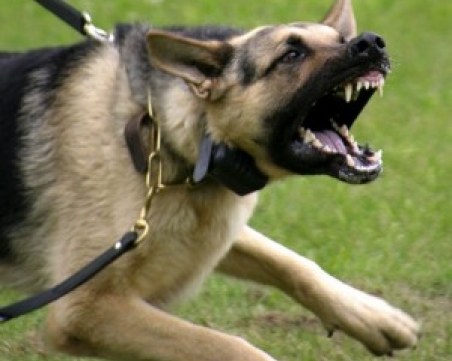 Агресивна немска овчарка, водена от баба, напада хора и кучета край мол Пловдив СНИМКИ