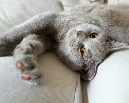 Най-известният български котарак стана “Блогър на годината“