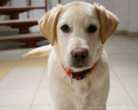 Благодарение на TrafficNews.bg:  Марли вече си е у дома СНИМКА