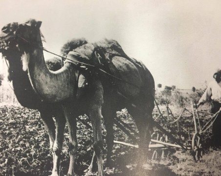 Преди век в Пловдивско орали с ...камили