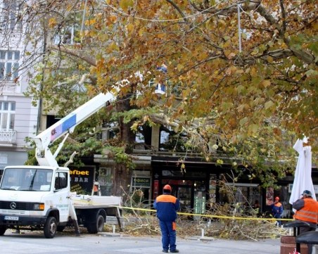 Премахнаха опасни клони от дърво в центъра на Пловдив, лекуват го с балсам