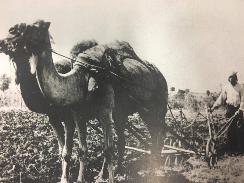 Преди век в Пловдивско орали с ...камили