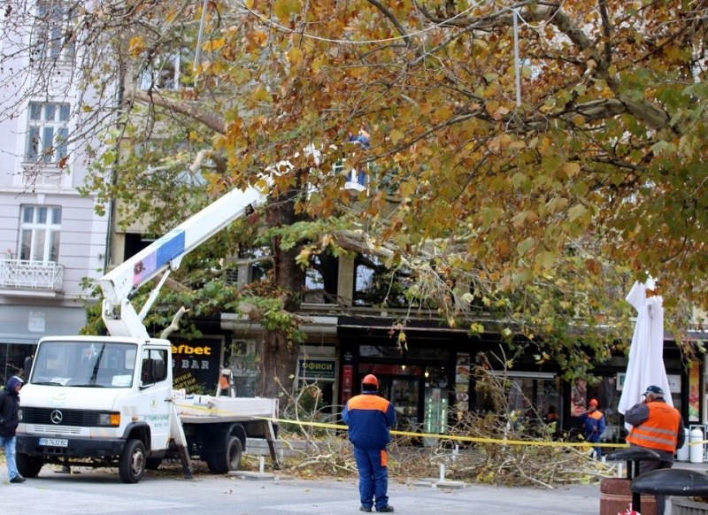 Премахнаха опасни клони от дърво в центъра на Пловдив, лекуват го с балсам