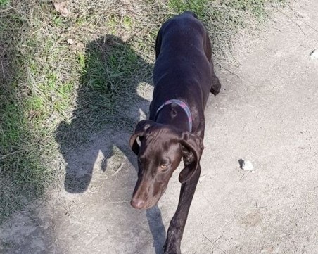 Повече от седмица няма следа от Ели, която изчезна край Пловдив! СНИМКИ