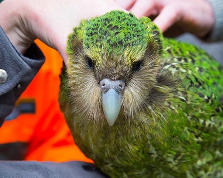 Изчезна световноизвестната птица Сироко, която опита да се чифтоса с мъж ВИДЕО