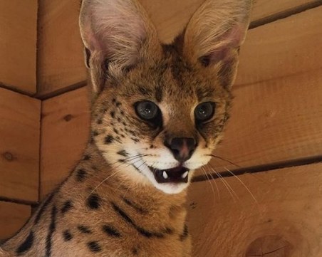 Опасна дива котка е домашен любимец на семейство с малки деца