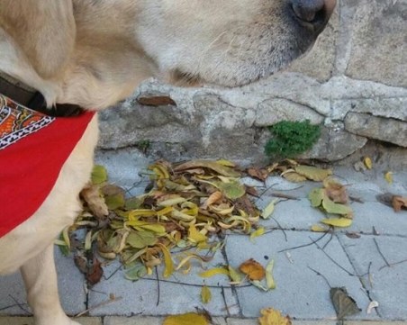 Лабрадор се скита край Търговската гимназия! Познавате ли стопаните ОБНОВЕНА*