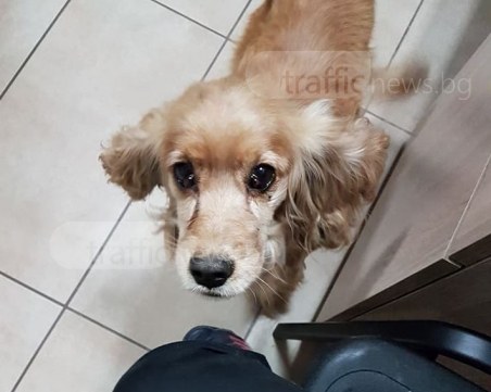 Дано е изгубен - страдалец скита из Пловдив, добри хора го прибраха СНИМКИ