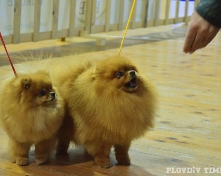 Елитни кучета дефилират в Пловдив през уикенда