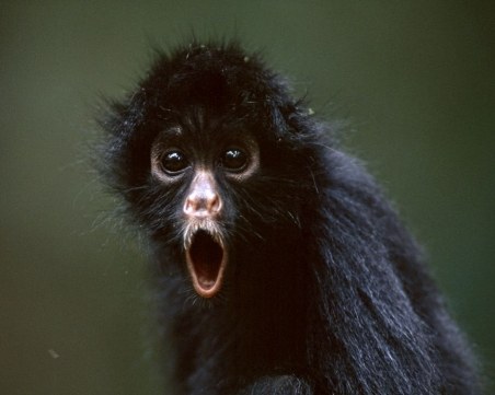 Смъртна присъда получава всеки, нарушил тези обикновени неща