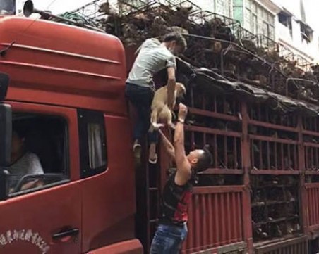 Активист спаси 1000 кучета, пътували за Фестивала на кучешкото месо в Китай