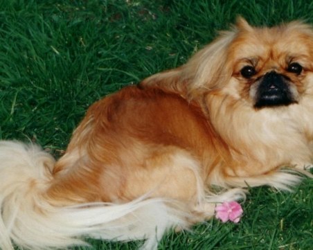 Сладък пекинез е намерен в Пловдив, търсят стопаните му