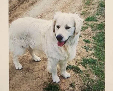 Търсят с дрон изгубено куче в Марково, собственикът дава възнаграждение СНИМКА