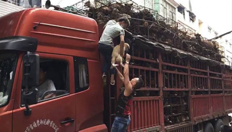 Активист спаси 1000 кучета, пътували за Фестивала на кучешкото месо в Китай