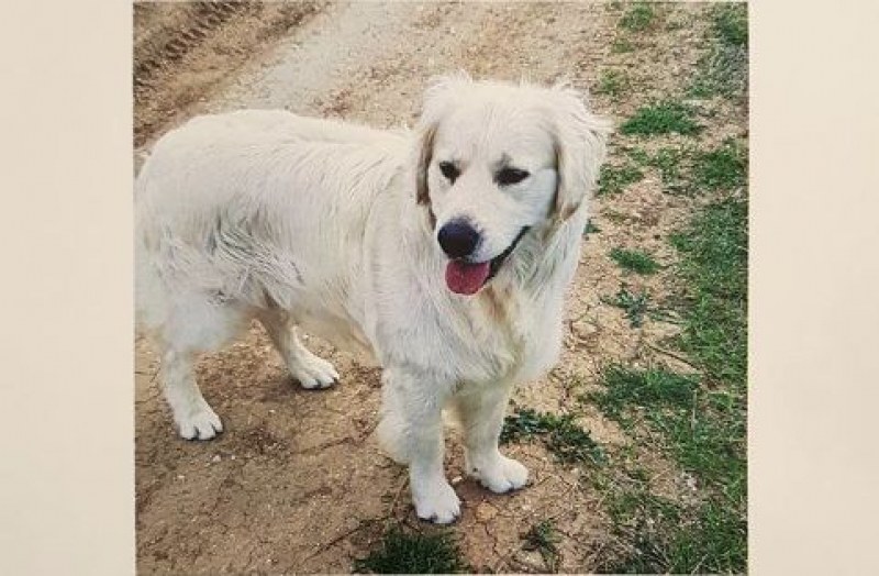 Търсят с дрон изгубено куче в Марково, собственикът дава възнаграждение СНИМКА