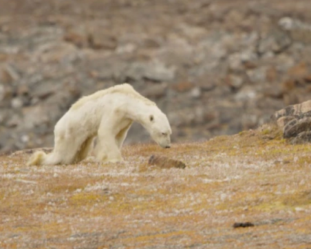 Покъртително: Умираща от глад бяла мечка разплака хиляди ВИДЕО