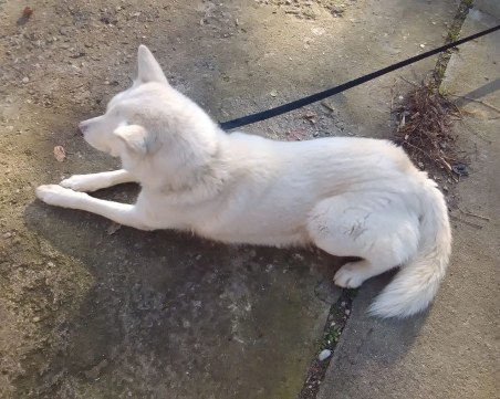 Хванаха Белия зъб в Прослав, търси се стопанин СНИМКИ