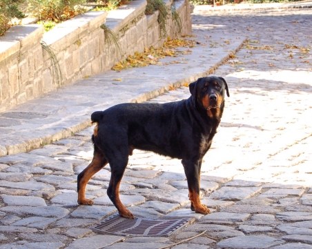 Ротвайлер се загуби в Стария град, познавате ли си го?