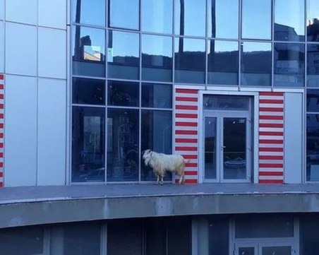 Абсурд! Пръч броди из улиците на Шумен, ама няма кой да го залови СНИМКИ