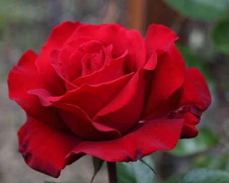 Изберете си роза и открийте какъв сте в действителност