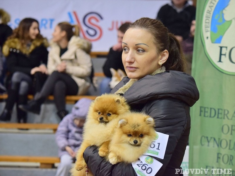 Над 150 кучета от елитни породи дефилираха в Пловдив СНИМКИ