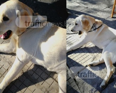 Изгубен лабрадор ретривър броди в Кючука, някой да си го познава? СНИМКИ