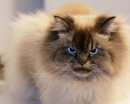 Най-намръщената котка в света стана звезда в Инстаграм СНИМКИ