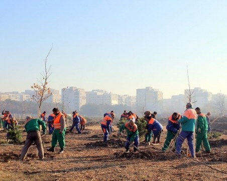 Махнаха обособени лични стопанства в Лаута, засадиха ги с дървета СНИМКИ