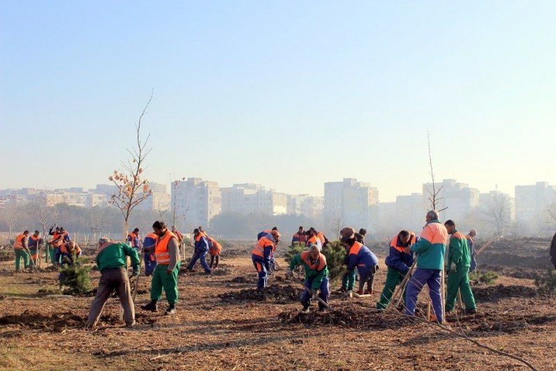 Махнаха обособени лични стопанства в Лаута, засадиха ги с дървета СНИМКИ