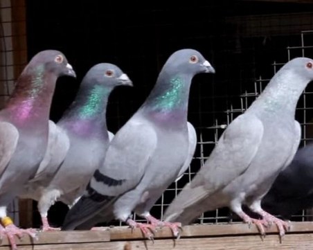 Арестуваха трима 16-годишни младежи, задигнали куче и гълъби от жена