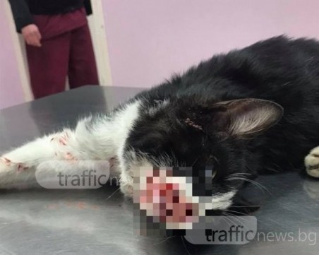 Блъснатото коте не оцеля! Не можа да превъзмогне тежките травми